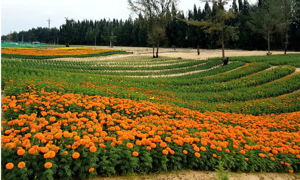 Một cánh đồng hoa cúc vạn thọ thọ ở Tuy Hòa, Bình Định