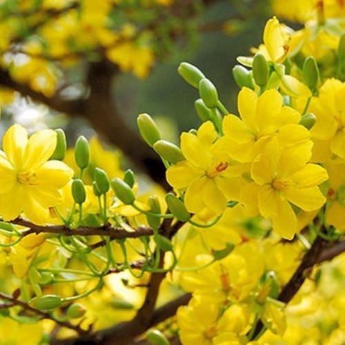 Hình ảnh cây hoa mai vàng ngày Tết