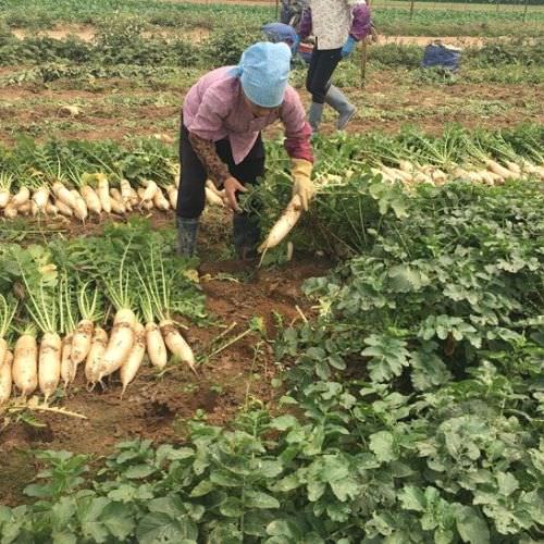 Nông dân xã Long Bình tăng thu nhập nhờ trồng củ cải trắng