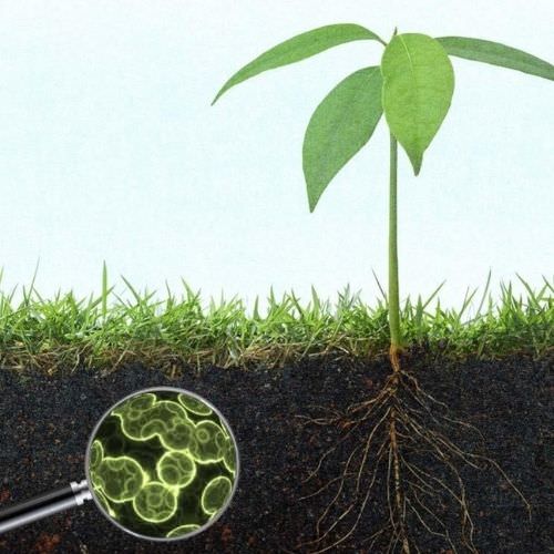 vi khuẩn cố định đạm
