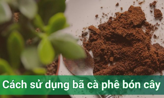 Cách sử dụng bã cà phê bón cây an toàn và hiệu quả