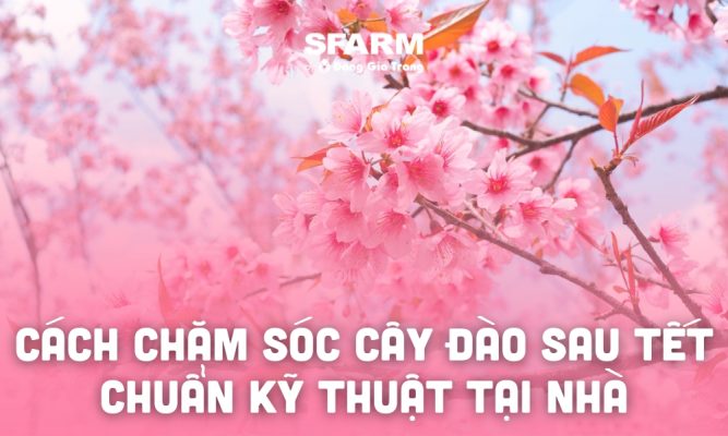 bi quyet cham soc cay dao sau tet hieu qua nhat thumb