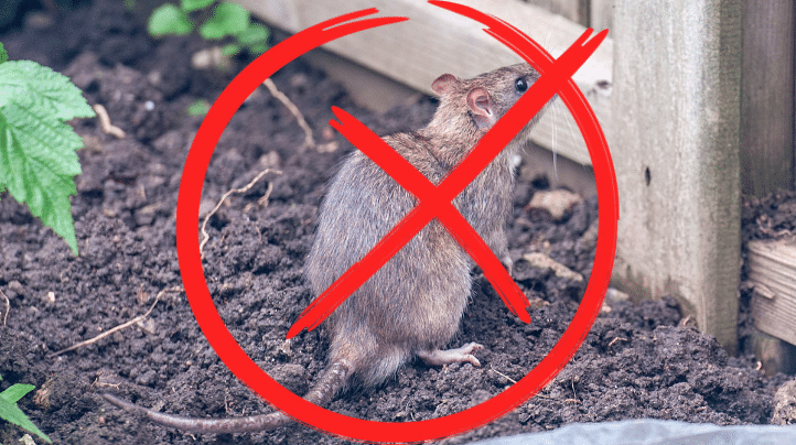 Thuốc diệt chuột ngoài đồng có an toàn cho người và động vật khác không?
