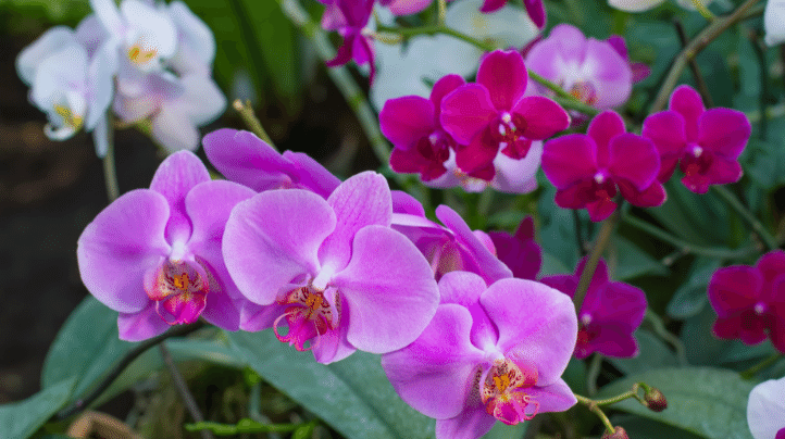 Các loại hoa phong lan đẹp nổi bật trong bộ sưu tập là gì?