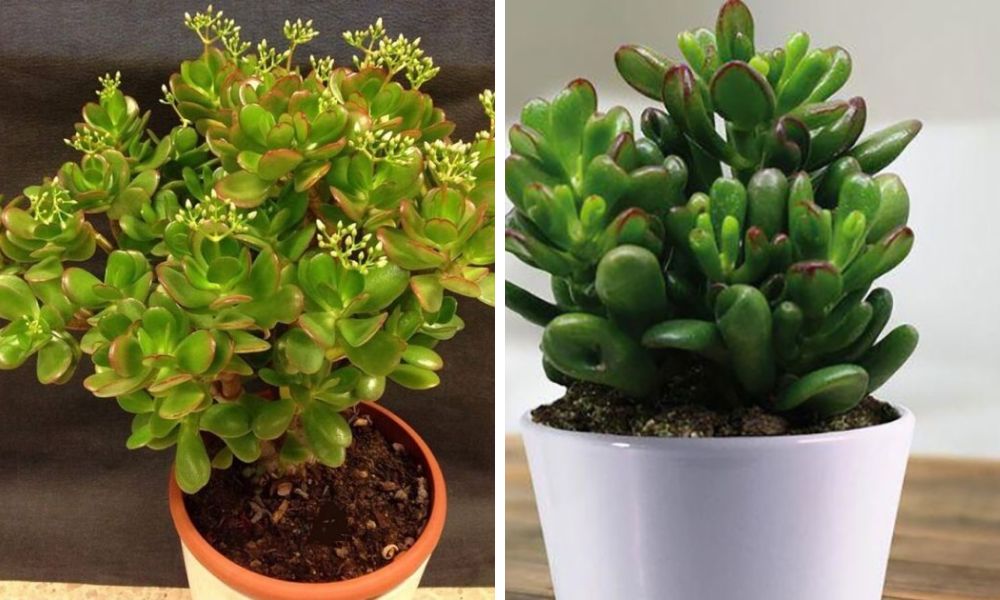 Cách chăm sóc cây sen đá cực đơn giản cho người mới bắt đầu