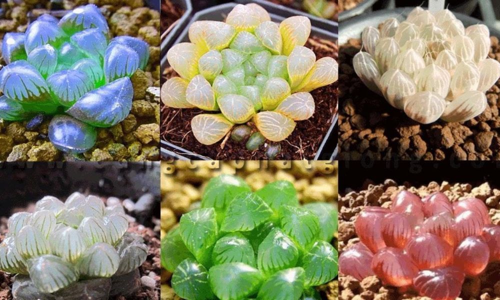 Cách chăm sóc cây sen đá cực đơn giản cho người mới bắt đầu