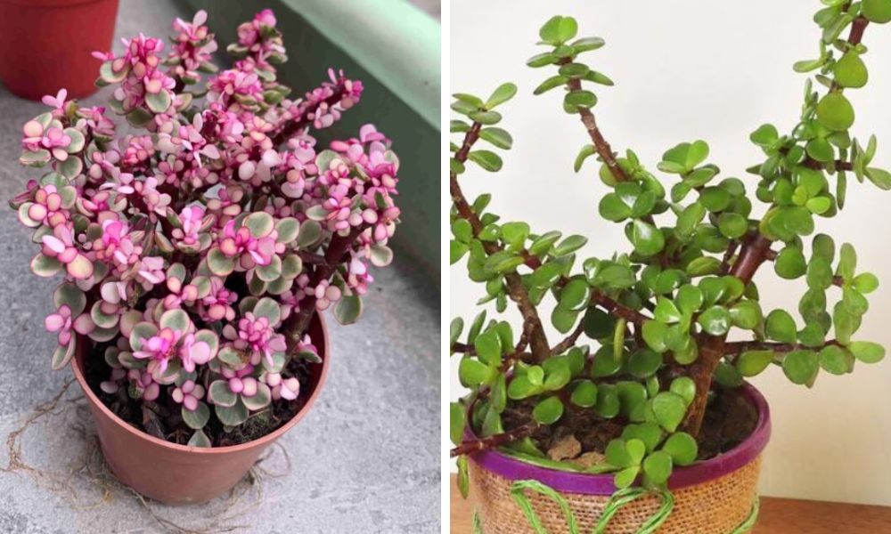 Cách chăm sóc cây sen đá cực đơn giản cho người mới bắt đầu