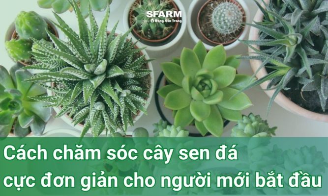 Cách chăm sóc cây sen đá cực đơn giản cho người mới bắt đầu