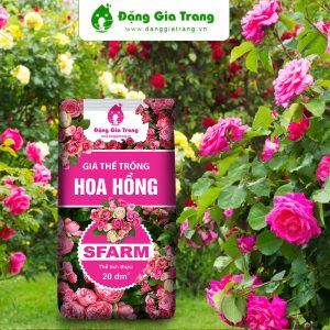 Gia The Trong Hoa Hong Sfarm.vn