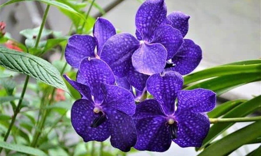 Hoa lan vanda 