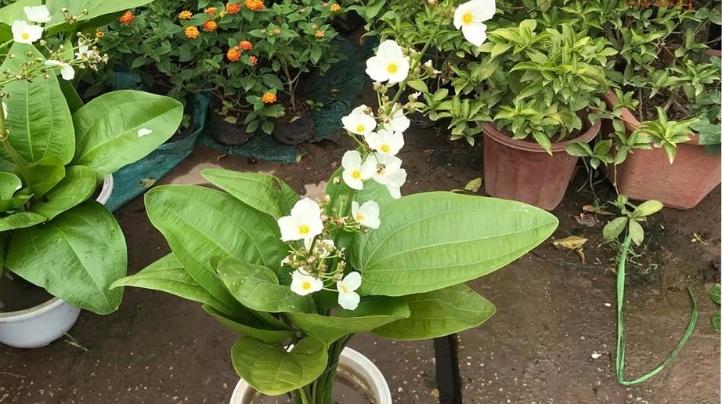 Trồng và chăm sóc cây bách thủy tiên đúng cách mang tài lộc Trồng Và Chăm Sóc Cây Bách Thủy Tiên Đúng Cách Mang Tài Lộc
