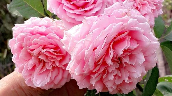 Tất tần tật về hoa hồng Pháp sai hoa và dễ trồng  Sfarm