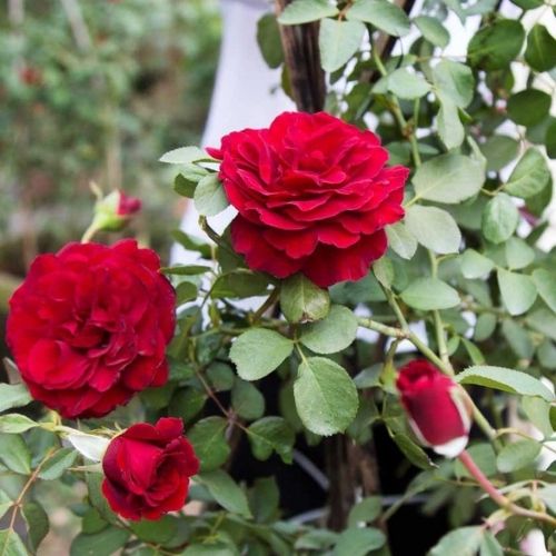 47 Cách trồng và chăm sóc hoa hồng cổ Sơn La quý hiếm mới nhất