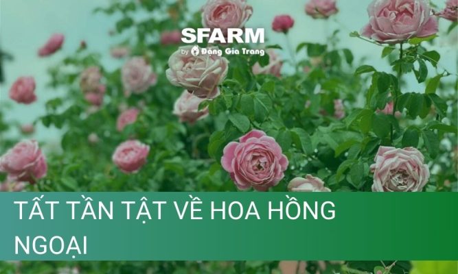 tat tan tat ve hoa hong ngoai thumb