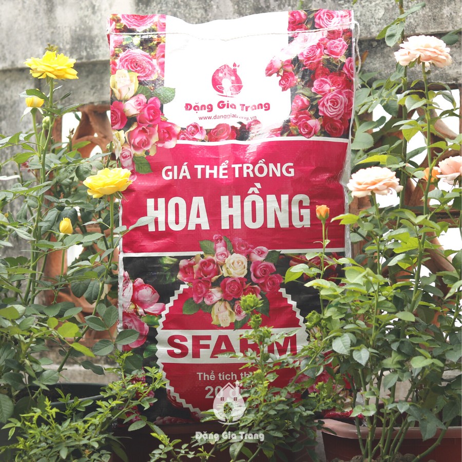 Gia The Hoa Hong Sfarm
