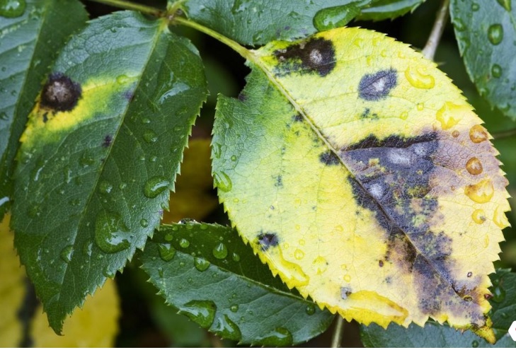 Bo Tri Hoa Hong Sfarm