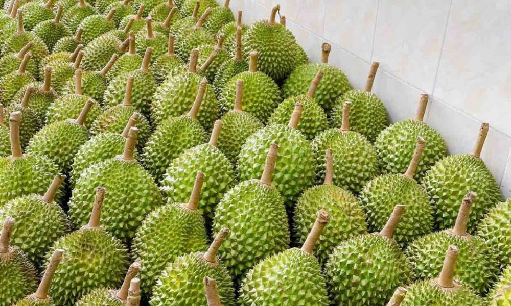 Sầu riêng Musang King nổi tiếng với vị bơ, ngọt vừa và hơi đắng nhẹ