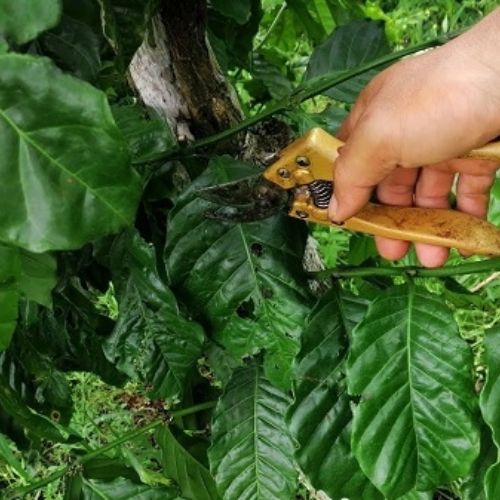 Kỹ thuật trồng và chăm sóc cây cà phê cho năng suất cao