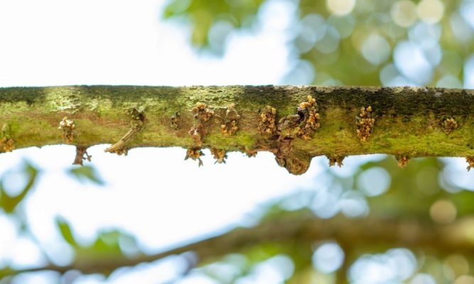 Cây sầu riêng khi ra hoa có dấu hiệu nhú mầm