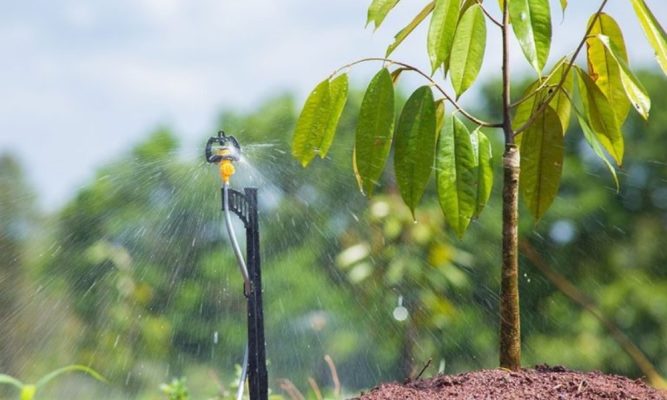 Cách tưới trong kỹ thuật trồng sầu riêng ở Tây Nguyên