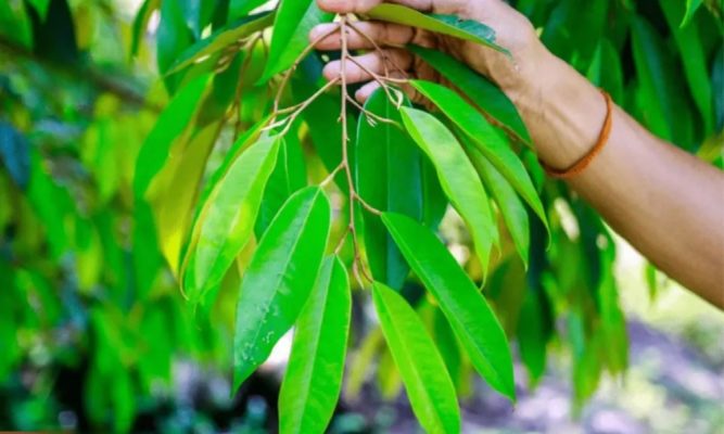 Lá cây sầu riêng