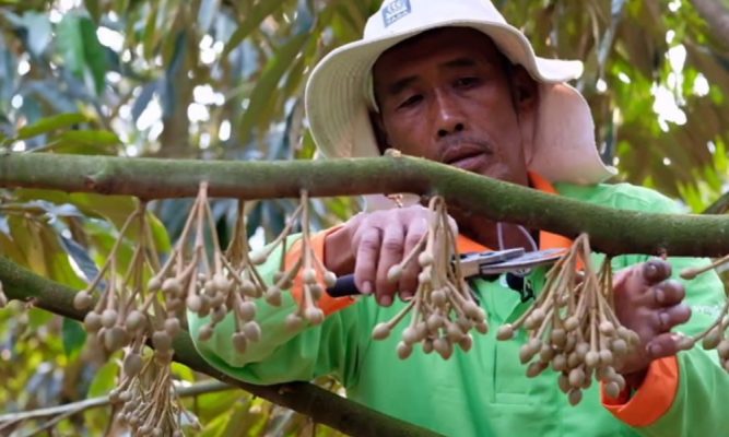 Tỉa bông cho cây sầu riêng