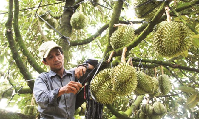 Kỹ thuật thu hoạch cây sầu riêng