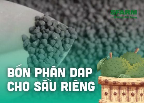 cach bon phan dap cho sau rieng dung ky thuat hieu qua thumb