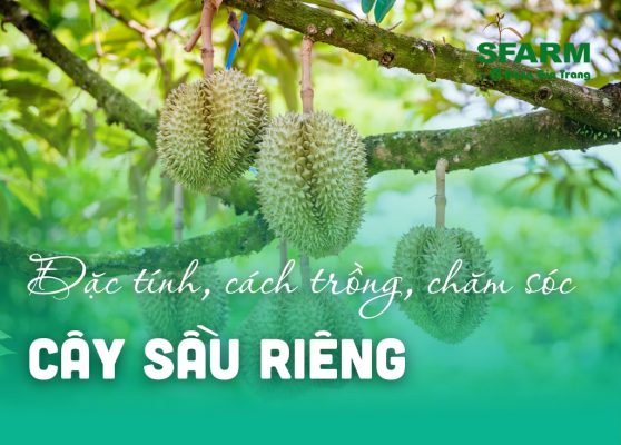 cay sau rieng dac tinh cach trong thumb