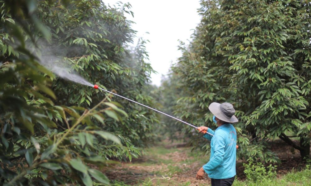 Phun qua lá cây sầu riêng