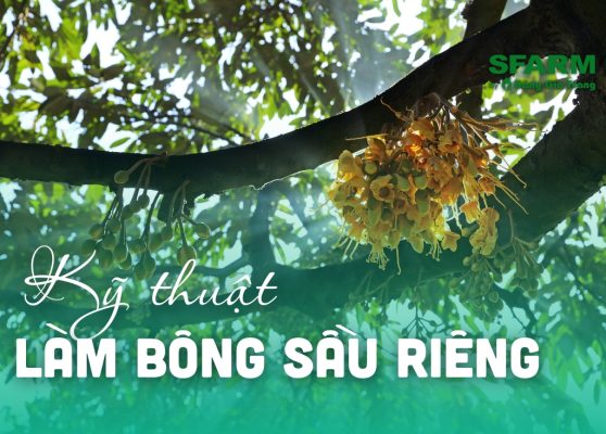 ky thuat lam bong sau rieng thumb 1