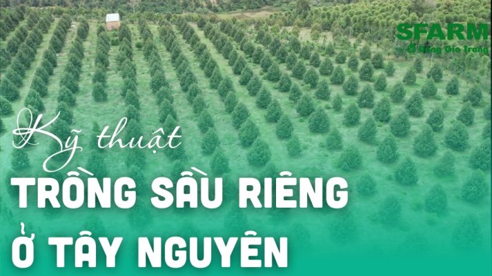 ky thuat trong sau rieng o tay nguyen chuan thumb