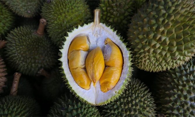 Sầu riêng Musang King được nhiều nhà nông trồng