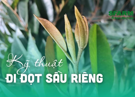 quan li dot sau rieng ky thuat di dot sau rieng thumb