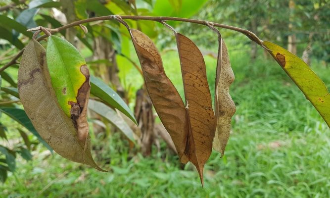 Sầu riêng vừa nuôi bông, nuôi trái bị thiếu dinh dưỡng