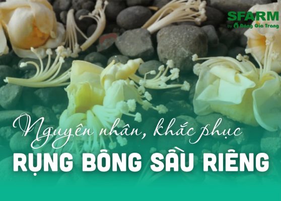 rung bong sau rieng nguyen nhan cach khac phuc thumb