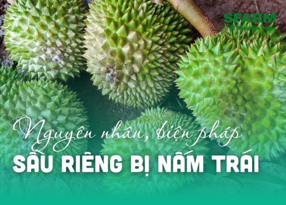 sau rieng bi nam trai nguyen nhan bien phap phong tru thumb