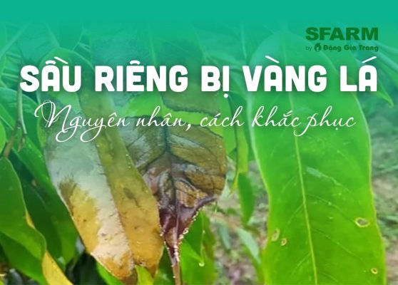 sau rieng bi vang la nguyen nhan giai phap thumb