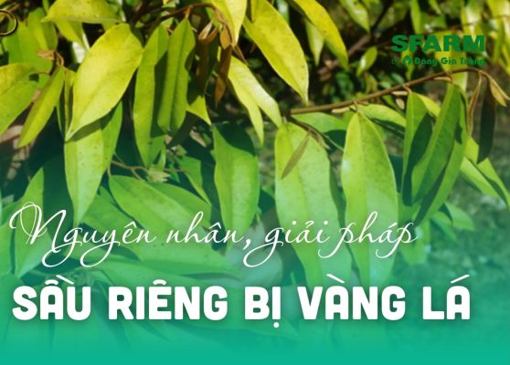 sau rieng con bi vang la moi trong nguyen nhan thumb