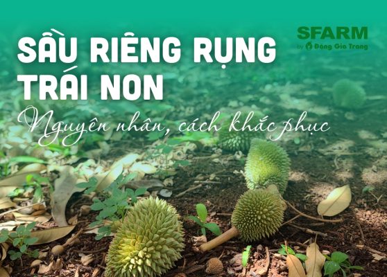 sau rieng rung trai non nguyen nhan giai phap thumb