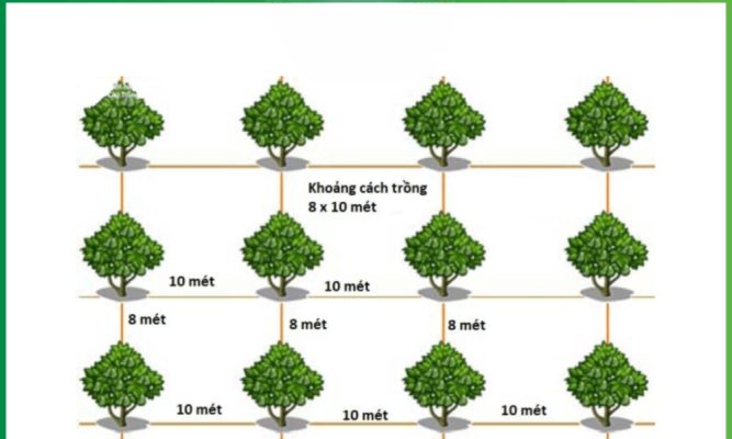 Kỹ thuật canh tác trong mô hình trồng sầu riêng VietGAP