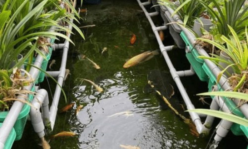 He Aquaponics