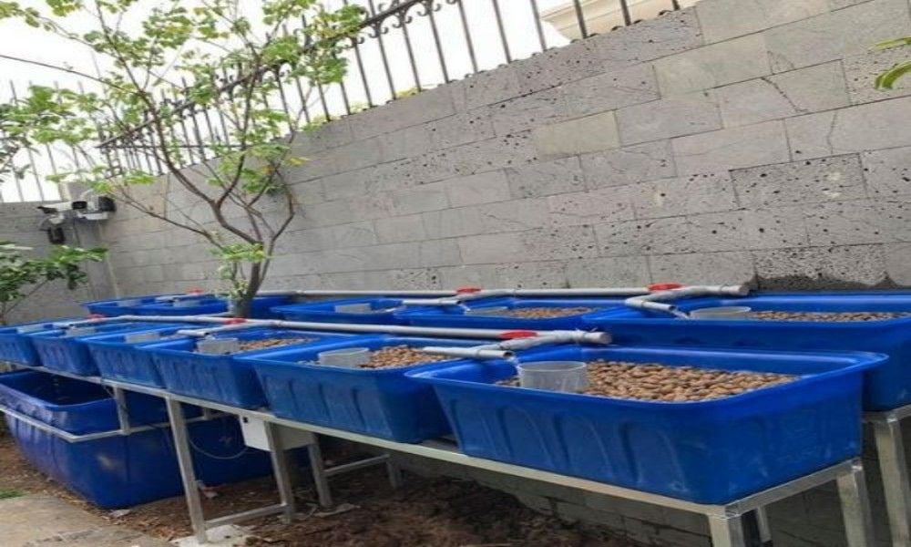 Aquaponics tưới ngập xả cạn