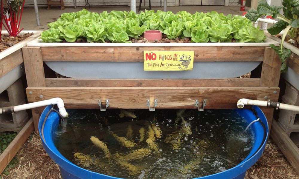 Mô hình Aquaponics gia đình