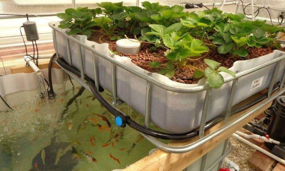 Cấu tạo hệ thống Aquaponics