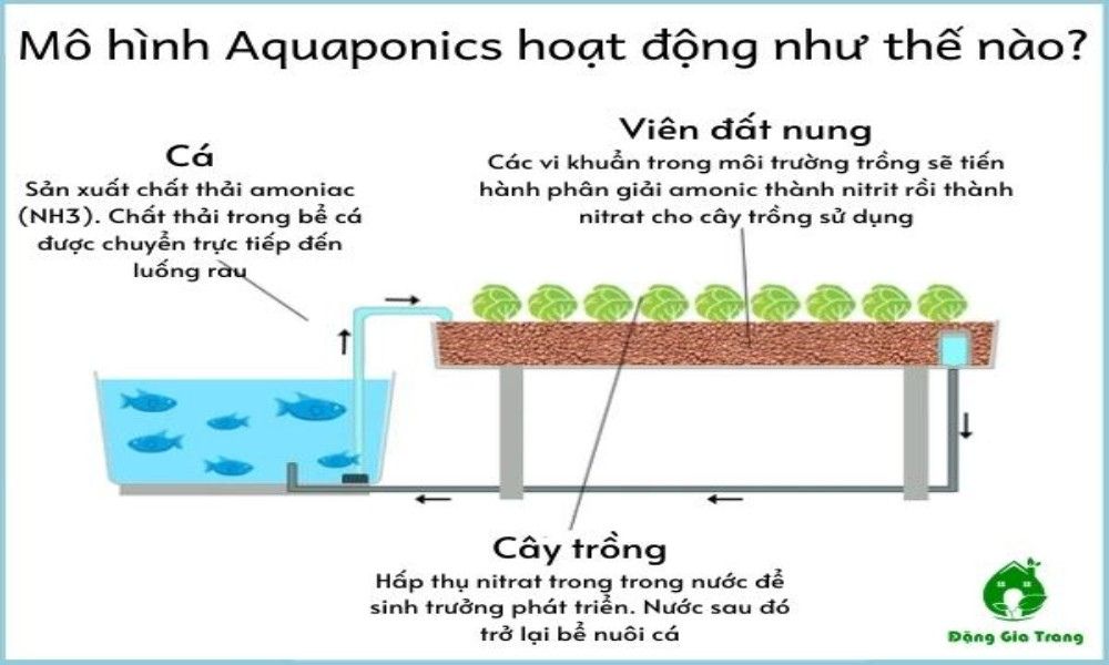 Nguyên lý hoạt động của mô hình Aquaponics