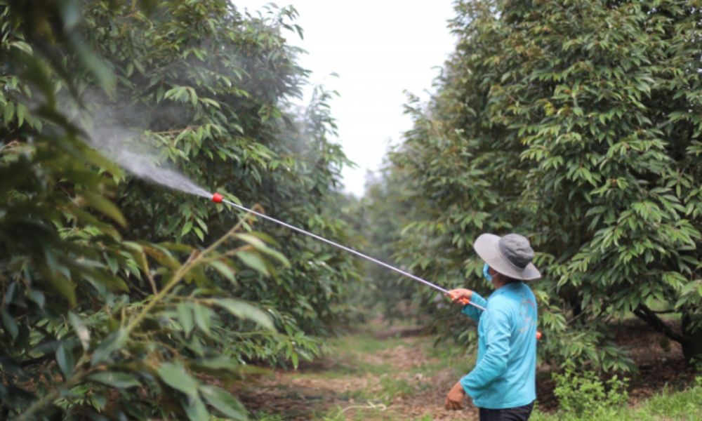 Tiến hành phun bón lá từ 2-3 lần/năm cho cây