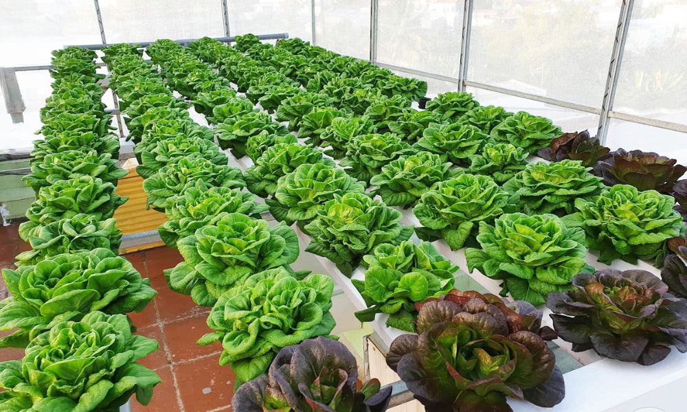 Trồng các loại rau phổ biến trong hệ thống Aquaponics