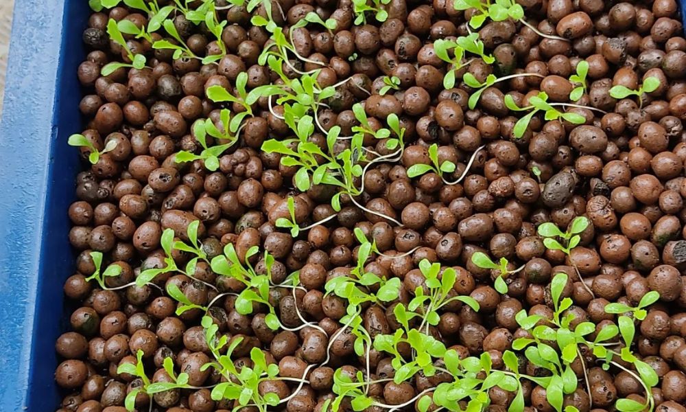 Dùng sỏi nhẹ, đá bọt để trồng cây trong mô hình Aquaponics