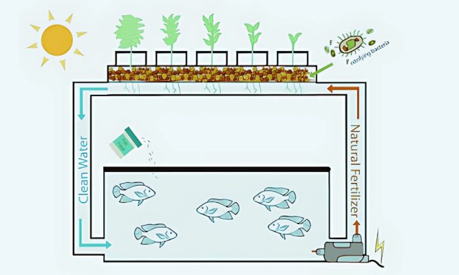 Sơ đồ hệ thống Aquaponics